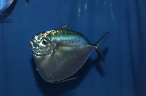 眼鏡魚 美丽海生物图鉴 冲绳美丽海水族馆 冲绳美麗海世代相传
