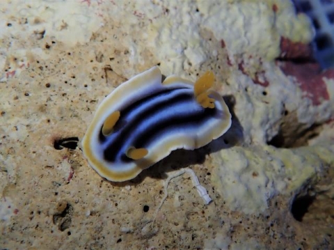 シライトウミウシ 美ら海生き物図鑑 沖縄美ら海水族館 沖縄の美ら海を 次の世代へ