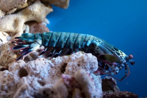 モンハナシャコ 美ら海生き物図鑑 沖縄美ら海水族館 沖縄の美ら海を 次の世代へ