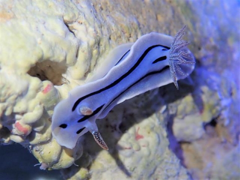 ミゾレウミウシ 美ら海生き物図鑑 沖縄美ら海水族館 沖縄の美ら海を 次の世代へ