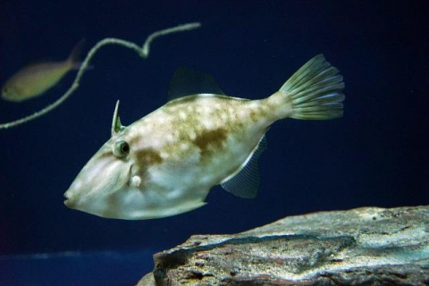 キビレカワハギ 美ら海生き物図鑑 沖縄美ら海水族館 沖縄の美ら海を 次の世代へ