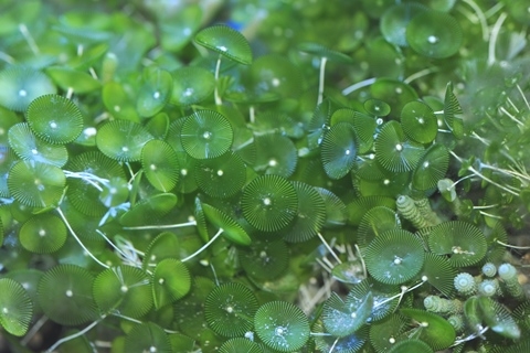 カサノリ 美ら海生き物図鑑 沖縄美ら海水族館 沖縄の美ら海を、次の世代へ。