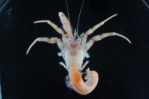 サメハダイトヒキヤドカリ 美ら海生き物図鑑 沖縄美ら海水族館 沖縄の美ら海を 次の世代へ