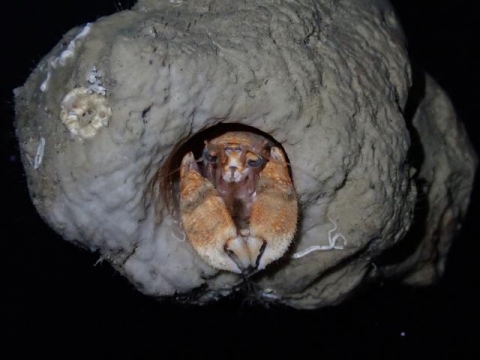 カルイシヤドカリ 美ら海生き物図鑑 沖縄美ら海水族館 沖縄の美ら海を 次の世代へ