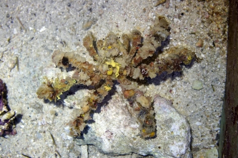Spider Decorator Crab Decorator Crab Churaumi Fish