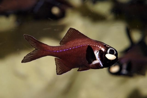 オオヒカリキンメ 美ら海生き物図鑑 沖縄美ら海水族館 沖縄の美ら海を 次の世代へ