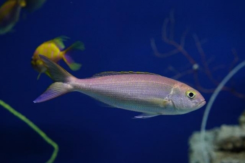 丝鳍紫鱼图片