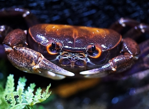 オキナワオオサワガニ 美ら海生き物図鑑 沖縄美ら海水族館 沖縄の美ら海を 次の世代へ