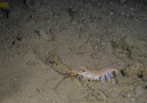 Small furrow lobster | Churaumi Fish Encyclopedia | Okinawa Churaumi ...