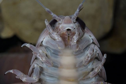 オオグソクムシ 美ら海生き物図鑑 沖縄美ら海水族館 沖縄の美ら海を 次の世代へ