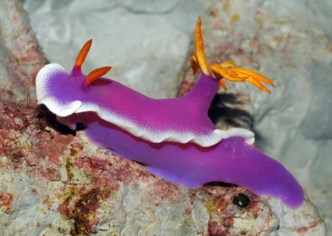 シンデレラウミウシ 美ら海生き物図鑑 沖縄美ら海水族館 沖縄の美ら海を 次の世代へ