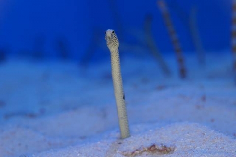 チンアナゴ 美ら海生き物図鑑 沖縄美ら海水族館 沖縄の美ら海を 次の世代へ