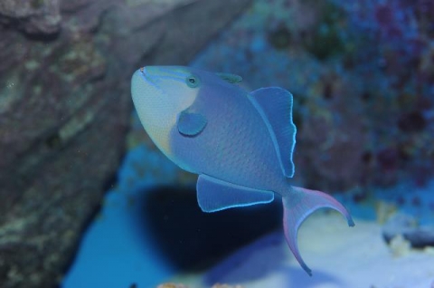 Red-toothed triggerfish ／ Redtooth triggerfish | Churaumi Fish ...