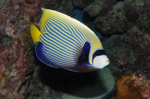 タテジマキンチャクダイ 美ら海生き物図鑑 沖縄美ら海水族館 沖縄の美ら海を 次の世代へ