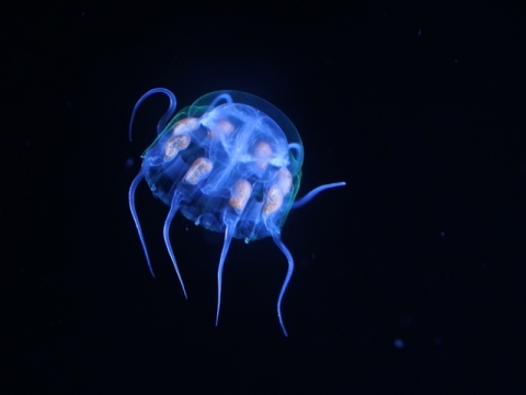 エフィラクラゲ属の一種 美ら海生き物図鑑 沖縄美ら海水族館 沖縄の美ら海を 次の世代へ