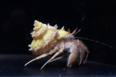 カミナリサザエ 美ら海生き物図鑑 沖縄美ら海水族館 沖縄の美ら海を 次の世代へ