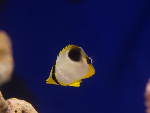 セグロチョウチョウウオ 美ら海生き物図鑑 沖縄美ら海水族館 沖縄の美ら海を 次の世代へ