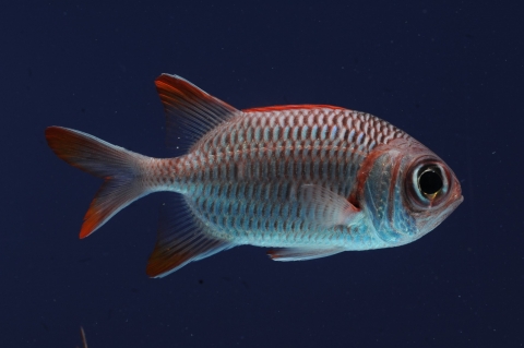 格氏鋸鱗魚 美麗海生物圖鑑 沖繩美麗海水族館 沖繩美麗海世代相傳