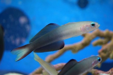 クロユリハゼ 美ら海生き物図鑑 沖縄美ら海水族館 沖縄の美ら海を 次の世代へ