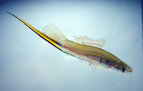劍尾魚 美麗海生物圖鑑 沖繩美麗海水族館 沖繩美麗海世代相傳