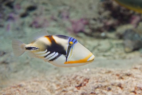 ムラサメモンガラ 美ら海生き物図鑑 沖縄美ら海水族館 沖縄の美ら海を 次の世代へ