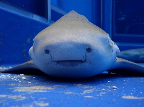 大尾虎鮫 美麗海生物圖鑑 沖繩美麗海水族館 沖繩美麗海世代相傳