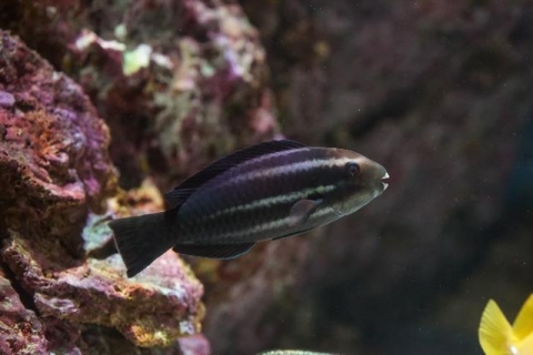 小鼻鸚嘴魚 美麗海生物圖鑑 沖繩美麗海水族館 沖繩美麗海世代相傳