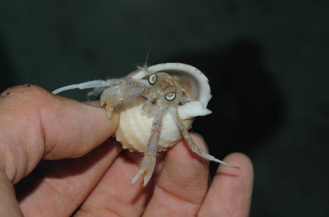 ウロコイトヒキヤドカリ 美ら海生き物図鑑 沖縄美ら海水族館 沖縄の美ら海を 次の世代へ