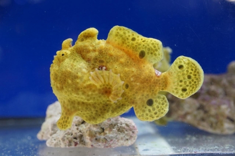 Painted frogfish | Churaumi Fish Encyclopedia | Okinawa Churaumi ...