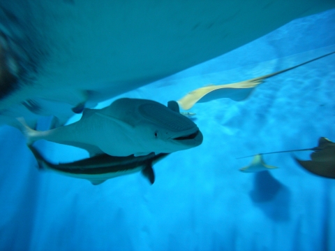 長印魚 美麗海生物圖鑑 沖繩美麗海水族館 沖繩美麗海世代相傳