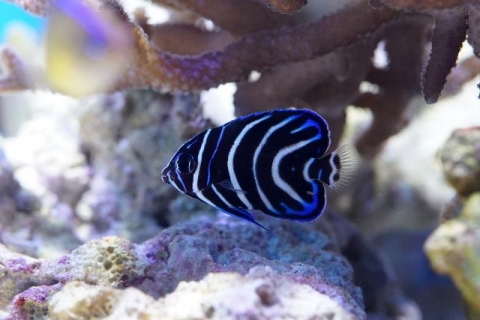 サザナミヤッコ 美ら海生き物図鑑 沖縄美ら海水族館 沖縄の美ら海を 次の世代へ