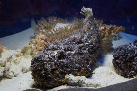 腫瘤毒鮋 美麗海生物圖鑑 沖繩美麗海水族館 沖繩美麗海世代相傳