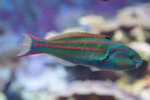 Fivestripe wrasse | Churaumi Fish Encyclopedia | Okinawa Churaumi ...