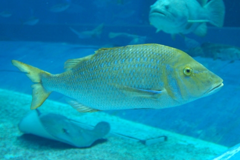 青嘴龍占魚 美麗海生物圖鑑 沖繩美麗海水族館 沖繩美麗海世代相傳