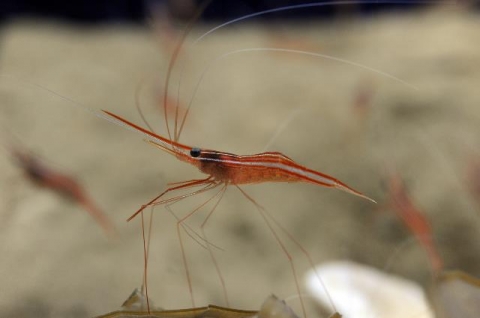 獨角紅蝦 美丽海生物图鉴 冲绳美丽海水族馆 冲绳美麗海世代相传