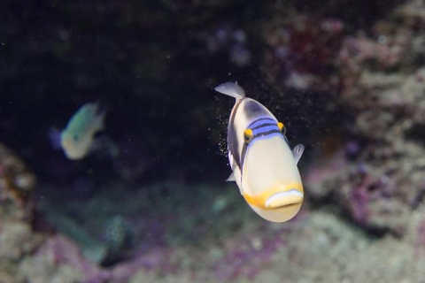 ムラサメモンガラ 美ら海生き物図鑑 沖縄美ら海水族館 沖縄の美ら海を 次の世代へ