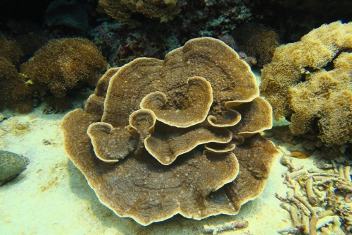 殻形足柄珊瑚