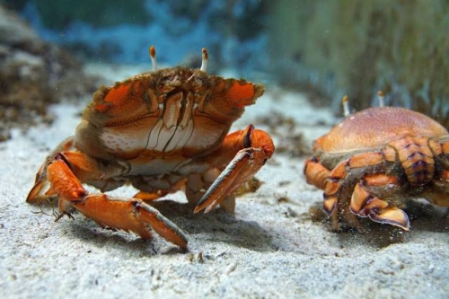 Spanner crab