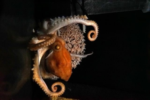 コシキワタゾコダコ