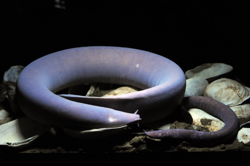 紫粘盲鰻