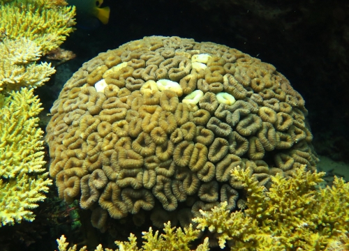 聯合瓣葉珊瑚