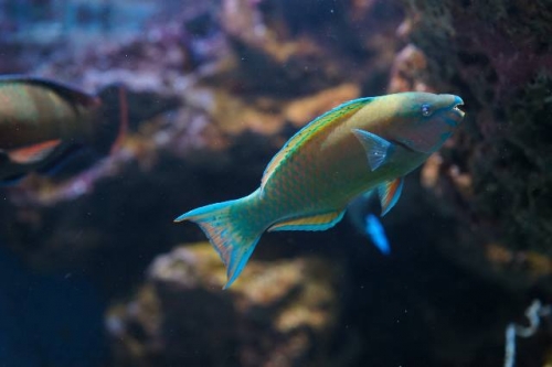 Common parrotfish