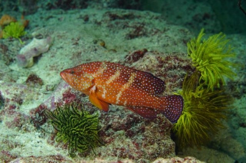 Coral hind　／　Blue-spotted rockcod 