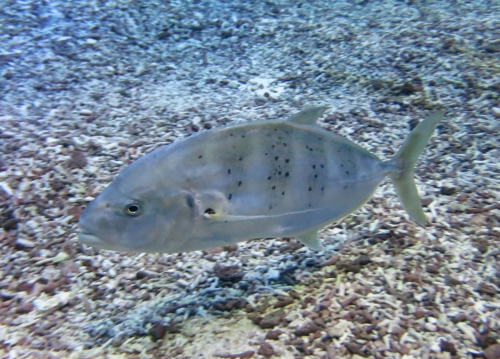 Yellowspotted trevally