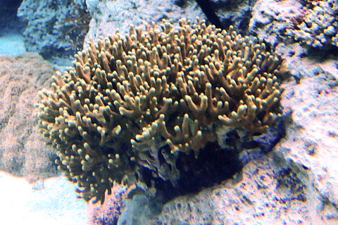 細柱微孔珊瑚