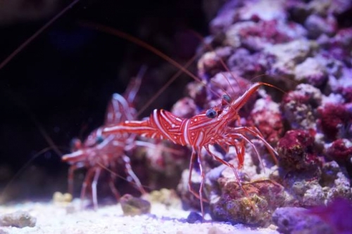 Hingebeak shrimp