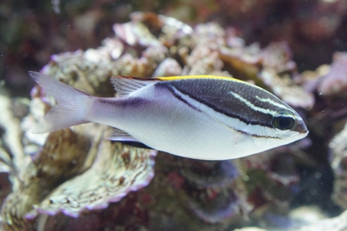 フタスジタマガシラ