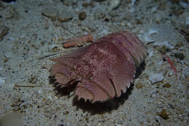 美麗海生物圖鑑 | 沖繩美麗海水族館 - 沖繩美麗海 世代相傳