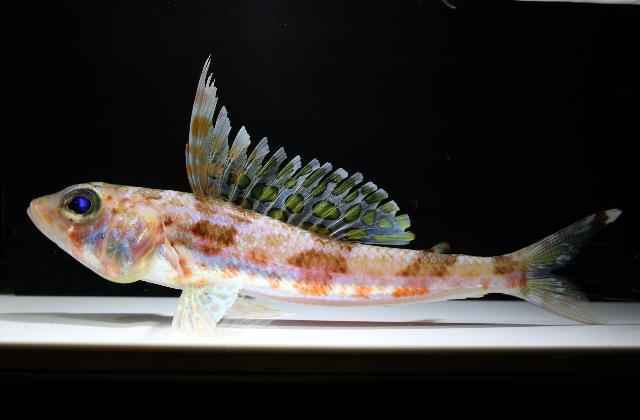 美ら海生き物図鑑 沖縄美ら海水族館 沖縄の美ら海を 次の世代へ