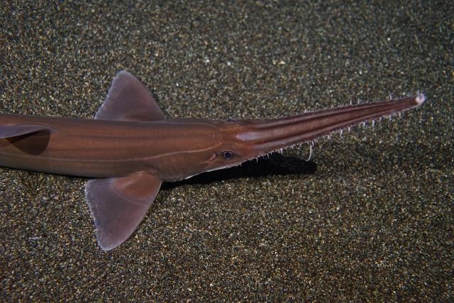 美丽海生物图鉴 | 冲绳美丽海水族馆 - 冲绳美麗海 世代相传